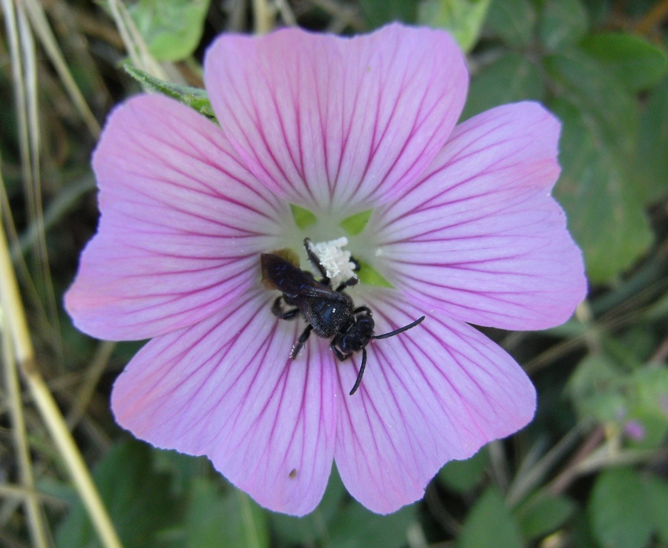 Piccolo imenottero addormentato: Osmia cfr rufa